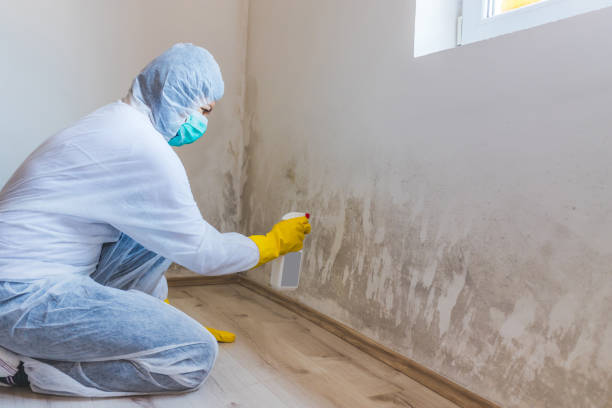 Best Mold Removal Process  in New Lisbon, WI