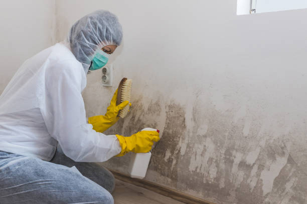 Trusted New Lisbon, WI Mold Removal Experts