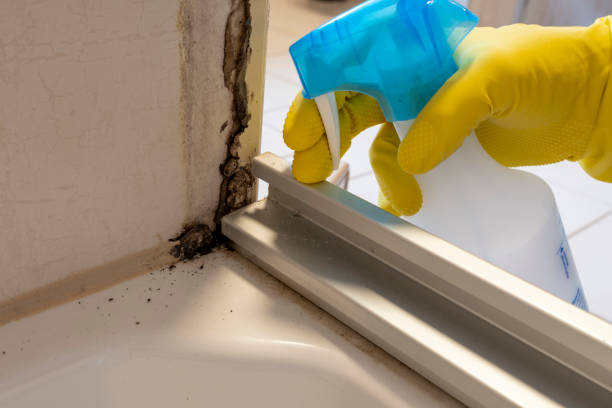 Best Commercial Mold Removal  in New Lisbon, WI