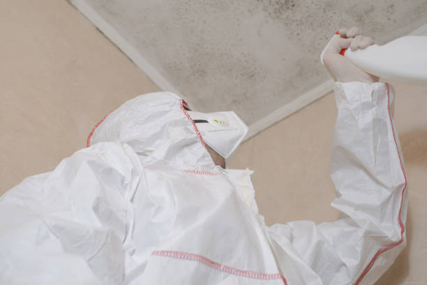 Best Local Mold Removal Service  in New Lisbon, WI