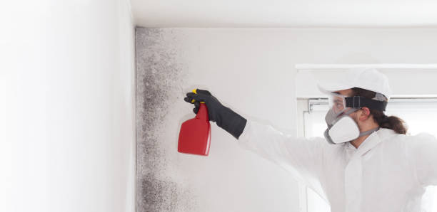 Best Mold Damage Repair  in New Lisbon, WI