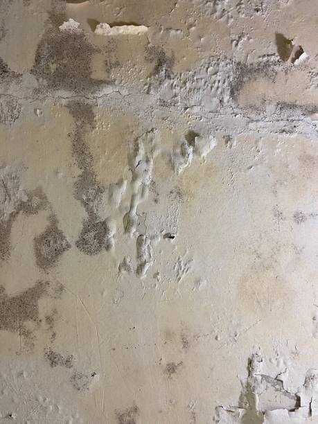 Best Black Mold Removal  in New Lisbon, WI