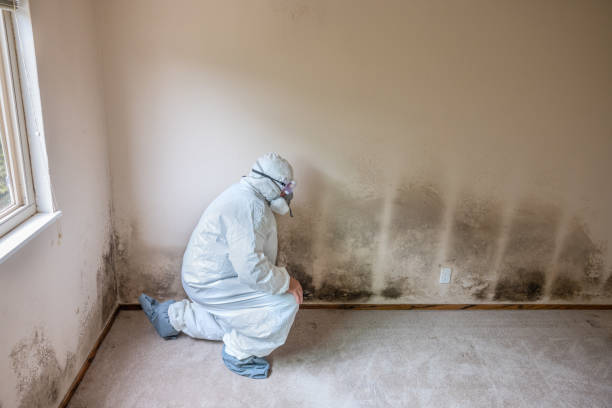 Best Commercial Mold Removal  in New Lisbon, WI