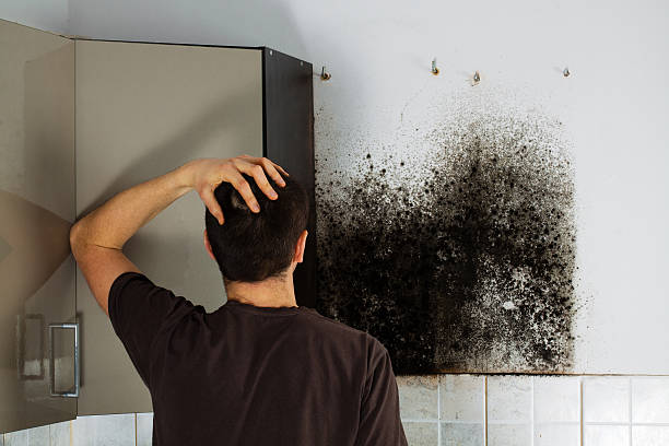 Best Same-Day Mold Removal  in New Lisbon, WI