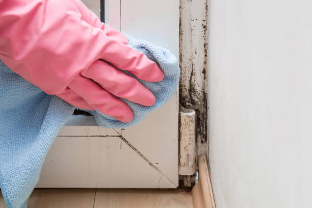 New Lisbon, WI Mold Removal Company