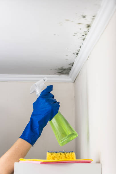 Home Mold Removal in New Lisbon, WI